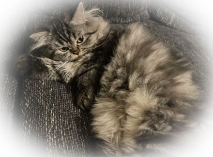 Fünf kleine Perserchen suchen ein Zuhause