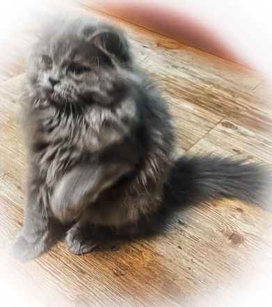 Fünf kleine Perserchen suchen ein Zuhause