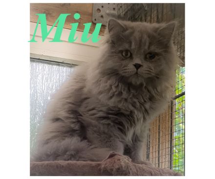 Fünf kleine Perserchen suchen ein Zuhause