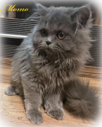 Fünf kleine Perserchen suchen ein Zuhause