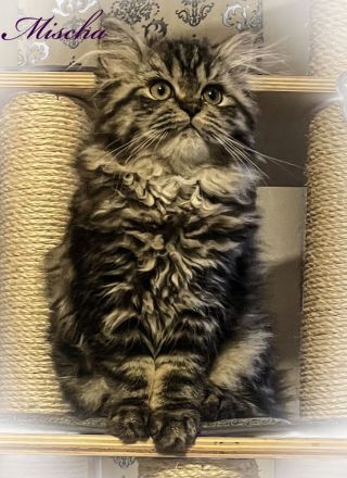 Fünf kleine Perserchen suchen ein Zuhause