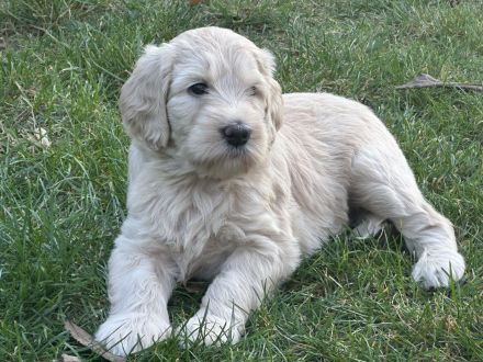 Labradoodle-Welpen, F2 Generation