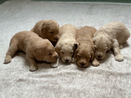 Labradoodle-Welpen, F2 Generation