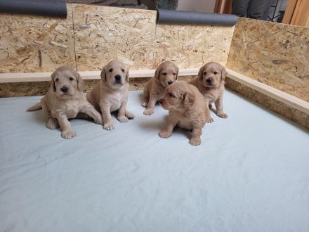 Labradoodle-Welpen, F2 Generation