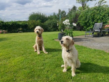 Labradoodle-Welpen, F2 Generation