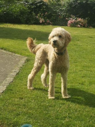 Labradoodle-Welpen, F2 Generation