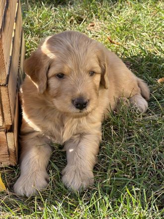 Labradoodle-Welpen, F2 Generation
