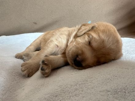 Labradoodle-Welpen, F2 Generation