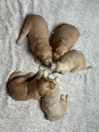 Labradoodle-Welpen, F2 Generation