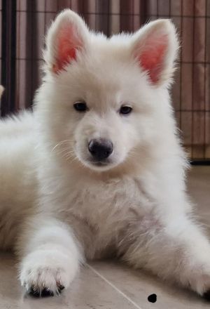 Weisse Schäferhundwelpen