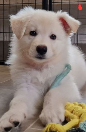 Weisse Schäferhundwelpen