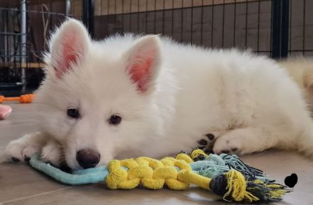 Weisse Schäferhundwelpen