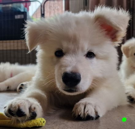 Weisse Schäferhundwelpen