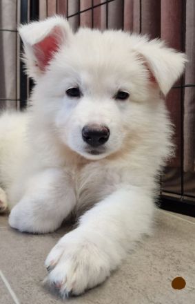 Weisse Schäferhundwelpen