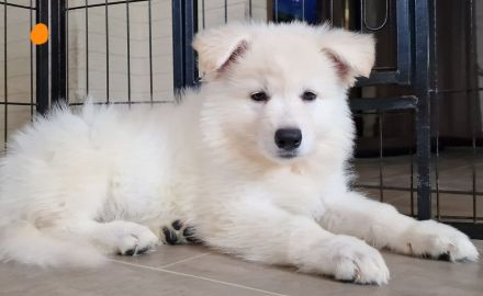 Weisse Schäferhundwelpen