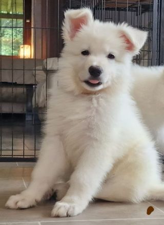 Weisse Schäferhundwelpen