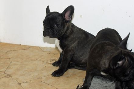 Französische Bulldoggen Welpen mit AT aus umfangreich untersuchter Verpaarung