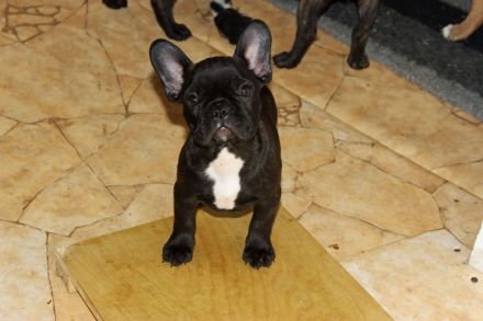 Französische Bulldoggen Welpen mit AT aus umfangreich untersuchter Verpaarung