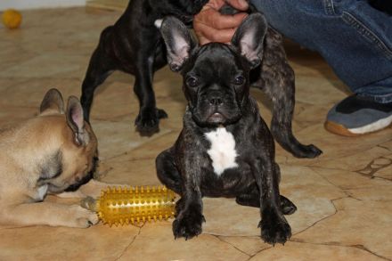 Französische Bulldoggen Welpen mit AT aus umfangreich untersuchter Verpaarung