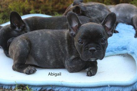 Französische Bulldoggen Welpen mit AT aus umfangreich untersuchter Verpaarung