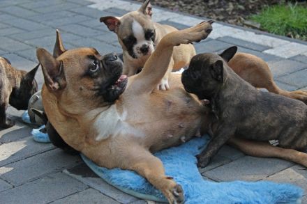 Französische Bulldoggen Welpen mit AT aus umfangreich untersuchter Verpaarung