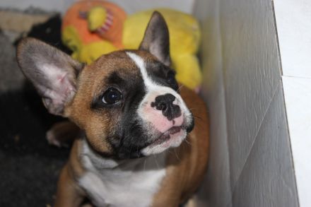 Französische Bulldoggen Welpen mit AT aus umfangreich untersuchter Verpaarung