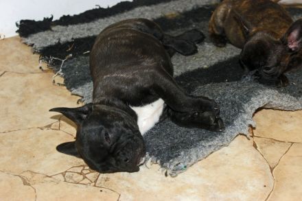Französische Bulldoggen Welpen mit AT aus umfangreich untersuchter Verpaarung
