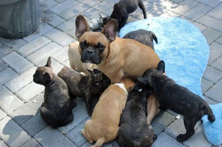 Französische Bulldoggen Welpen mit AT aus umfangreich untersuchter Verpaarung