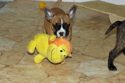 Französische Bulldoggen Welpen mit AT aus umfangreich untersuchter Verpaarung