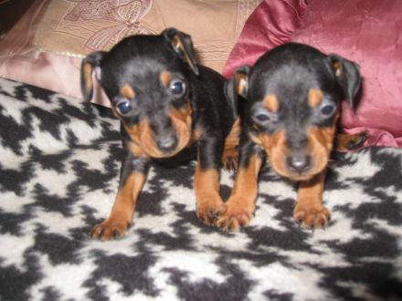 Bildschöne Zwergpinscher Welpen mit Papieren