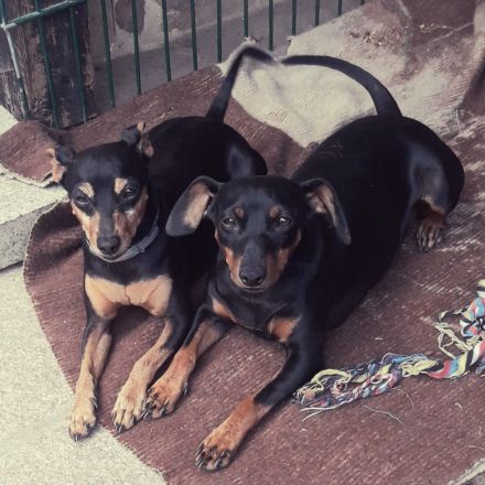 Bildschöne Zwergpinscher Welpen mit Papieren