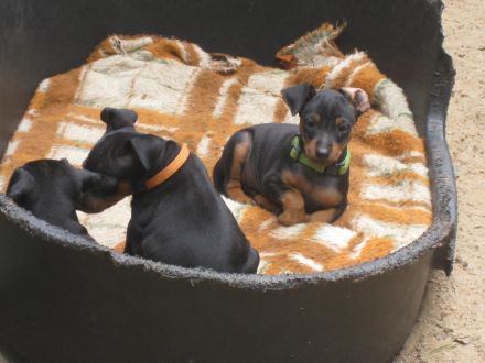 Bildschöne Zwergpinscher Welpen mit Papieren