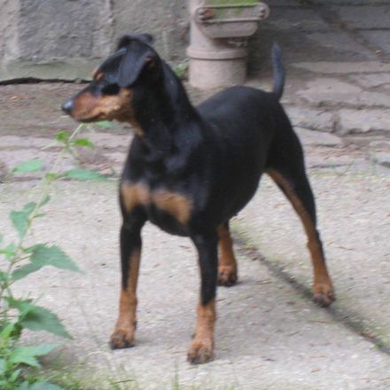 Bildschöne Zwergpinscher Welpen mit Papieren