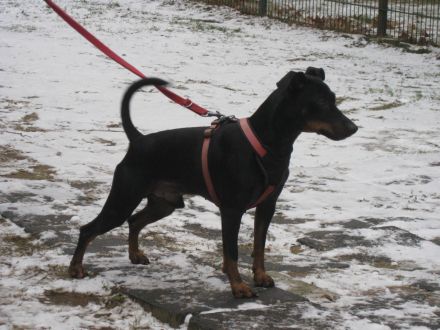 Bildschöne Zwergpinscher Welpen mit Papieren