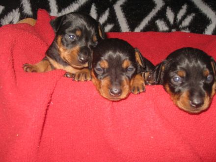 Bildschöne Zwergpinscher Welpen mit Papieren