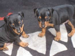 Bildschöne Zwergpinscher Welpen mit Papieren