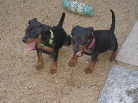 Bildschöne Zwergpinscher Welpen mit Papieren