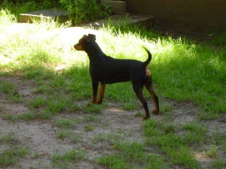Bildschöne Zwergpinscher Welpen mit Papieren