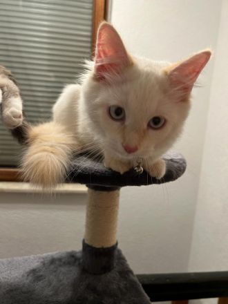 DRINGEND!! Maine Coon Kitten abzugeben