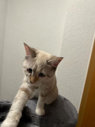 DRINGEND!! Maine Coon Kitten abzugeben