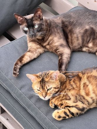 Minni & Simba abzugeben