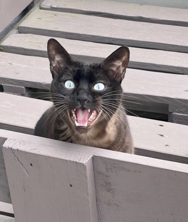 Minni & Simba abzugeben