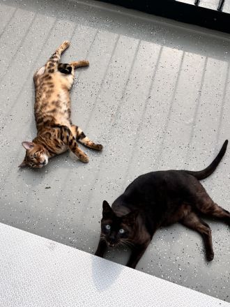 Minni & Simba abzugeben