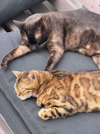 Minni & Simba abzugeben