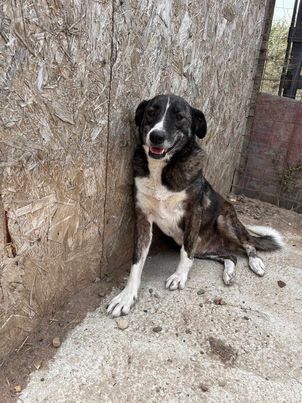 Lesi eine freundliche offene verkuschelte wachsame Hündin sucht ihre Menschen