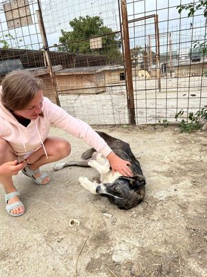 Lesi eine freundliche offene verkuschelte wachsame Hündin sucht ihre Menschen