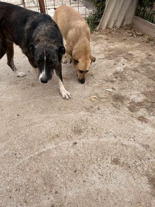 Lesi eine freundliche offene verkuschelte wachsame Hündin sucht ihre Menschen