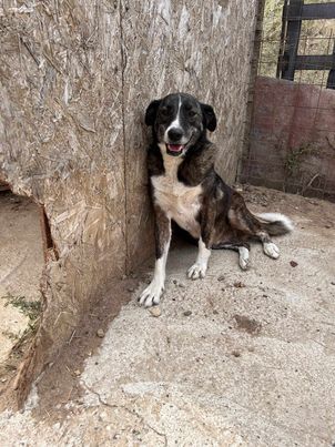 Lesi eine freundliche offene verkuschelte wachsame Hündin sucht ihre Menschen