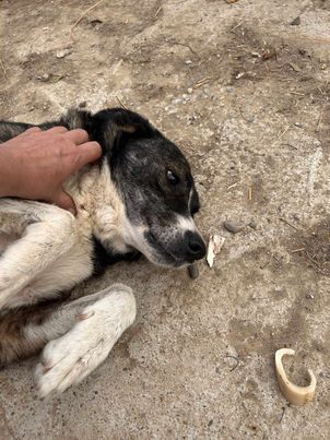 Lesi eine freundliche offene verkuschelte wachsame Hündin sucht ihre Menschen