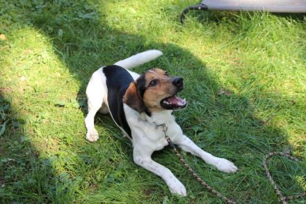 Boji, Entlebucher Sennenhund-Mix, geb. 8/ 2022, sucht geduldige Besitzer
